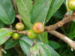 Ficus retusa