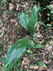 Calanthe aristulifera
