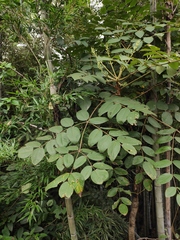 Aralia decaisneana