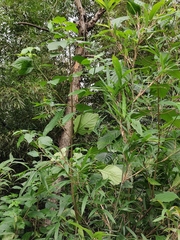 Mussaenda shikokiana