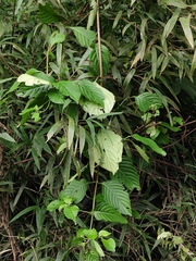 Mussaenda shikokiana