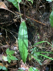 Tainia dunnii