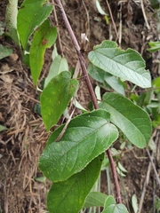 Broussonetia kaempferi