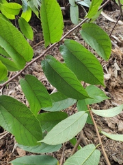 Broussonetia kaempferi