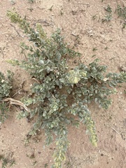Atriplex obovata