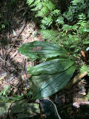 Calanthe aristulifera