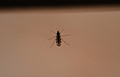 Sylvicola fenestralis