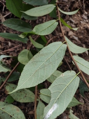Broussonetia kaempferi