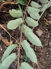 Broussonetia kaempferi
