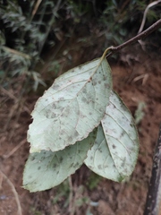 Stachyurus retusus