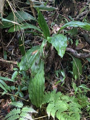 Calanthe aristulifera