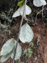 Stachyurus retusus
