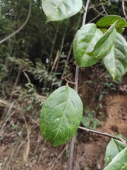 Stachyurus retusus