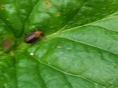 Heikertingeria clarki