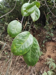 Stachyurus retusus