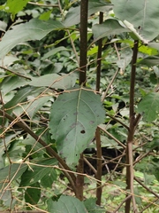 Alniphyllum fortunei