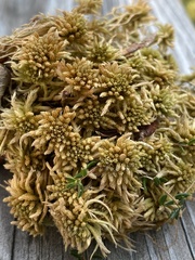 Sphagnum flavicomans
