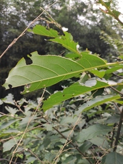 Alniphyllum fortunei