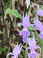 Calanthe puberula