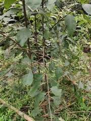 Alniphyllum fortunei