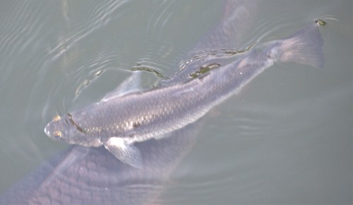 Corsula mullet (Rhinomugil corsula) — Mugilidae