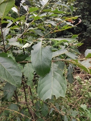 Alniphyllum fortunei