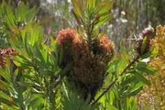 Protea witches broom phytoplasma