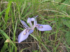 Moraea elliotii