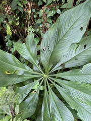 Arisaema formosanum