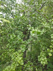 Leuenbergeria guamacho