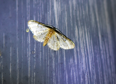 Idaea filicata