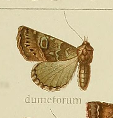 Heterophysa