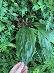 Calanthe aristulifera