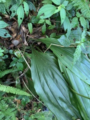 Calanthe aristulifera
