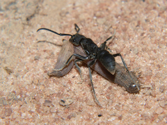 Platythyrea cribrinodis