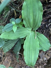 Calanthe triplicata