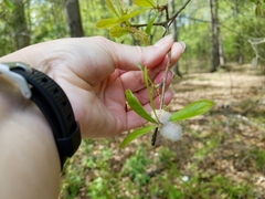 Callirhytis quercusoperator