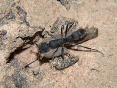 Platythyrea cribrinodis