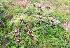 Carlina acaulis