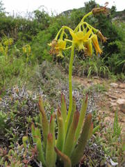 Cotyledon campanulata