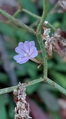 Limonium multiforme