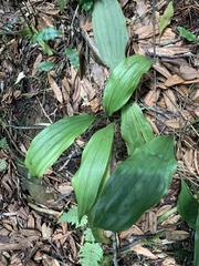 Calanthe aristulifera