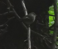 Ficedula hypoleuca