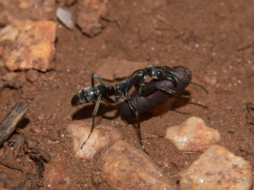 Matabele Ant