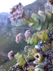 Crassula rupestris rupestris