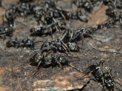 Matabele Ant