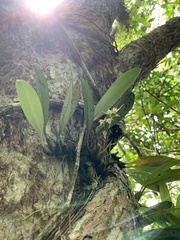 Bulbophyllum insulsoides