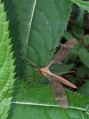 Tipula fulvipennis