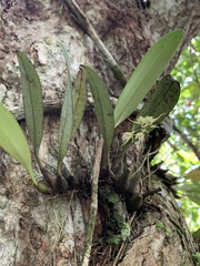Bulbophyllum insulsoides