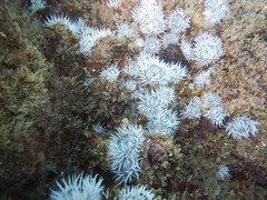 Actinothoe sphyrodeta